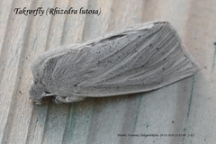 Takrørfly (Rhizedra lutosa)