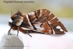 Vårspinner (Endromis versicolora)