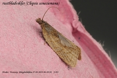 Rustbladvikler (Clepsis senecionana)