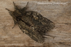 Oliventannspinner (Peridea anceps)