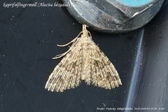 Many-plumed Moth (Alucita hexadactyla)