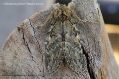 Great Prominent (Peridea anceps)