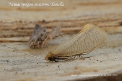 Large Long-horn (Nematopogon swammerdamella)