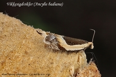 Vikkesigdvikler (Ancylis badiana)