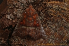 The Herald (Scoliopteryx libatrix)
