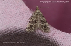 Many-plumed Moth (Alucita hexadactyla)