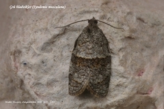 Dark-barred Tortrix (Syndemis musculana)