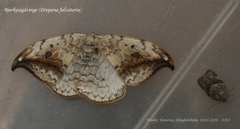 Pebble Hook-tip (Drepana falcataria)