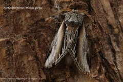 Bjørketannspinner (Pheosia gnoma)