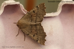 Scalloped Hazel (Odontopera bidentata)