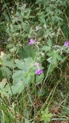 Skogstorkenebb (Geranium sylvaticum)