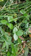 Markjordbær (Fragaria vesca)