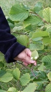 Hassel (Corylus avellana)