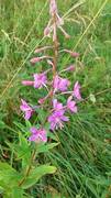 Geitrams (Epilobium angustifolium)