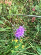 Blåknapp (Succisa pratensis)