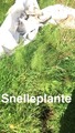 Snelleplanter (Sphenopsida)