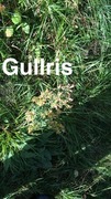 Gullris (Solidago virgaurea)