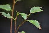 Bjørk (Betula pubescens)