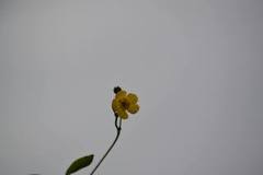 Grøftesoleie (Ranunculus flammula)
