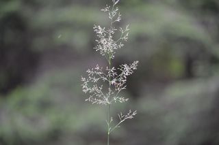 Smyle (Avenella flexuosa)