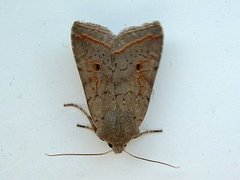 Red-line Quaker (Agrochola lota)