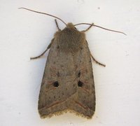 Red-line Quaker (Agrochola lota)
