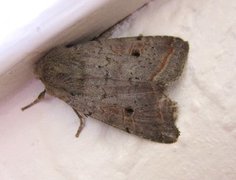 Red-line Quaker (Agrochola lota)
