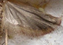 Large Carrot Flat-body (Agonopterix ciliella)