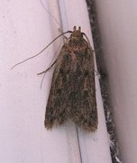 Brown House Moth (Hofmannophila pseudospretella)
