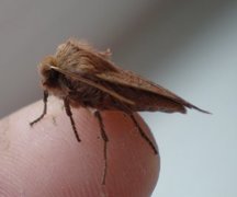 Variabelt flatfly (Conistra vaccinii)