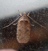 Common Flat-body (Agonopterix heracliana)