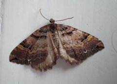 Shoulder-stripe (Anticlea badiata)