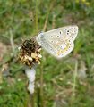 Argusblåvinge (Plebejus argus)