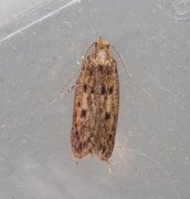 Brown House Moth (Hofmannophila pseudospretella)