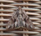 Stort engfly (Apamea monoglypha)