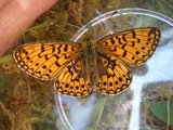 Boloria