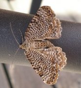 Scallop Shell (Rheumaptera undulata)