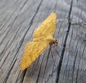 Gullmåler (Camptogramma bilineata)