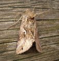 Gammafly (Autographa gamma)