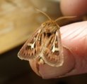 Gressmarkfly (Cerapteryx graminis)