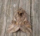 Gammafly (Autographa gamma)