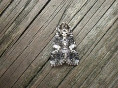 Marbled Coronet (Hadena confusa)