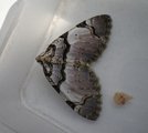 Fiolett rosemåler (Anticlea derivata)