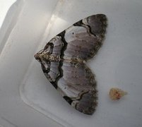 The Streamer (Anticlea derivata)