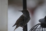 Stær (Sturnus vulgaris)