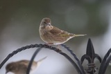 Grønnfink (Carduelis chloris)