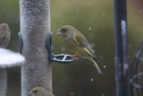 Grønnfink (Carduelis chloris)