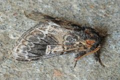 Three-humped Prominent (Notodonta tritophus)