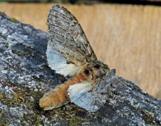 Great Prominent (Peridea anceps)
