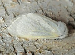 Seljebørstespinner (Leucoma salicis)